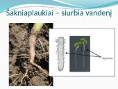 Augalų audiniai (pristatymas) 15 puslapis
