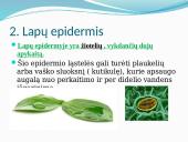 Augalų audiniai (pristatymas) 16 puslapis