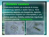 Augalų audiniai (pristatymas) 17 puslapis