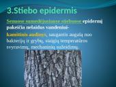 Augalų audiniai (pristatymas) 18 puslapis