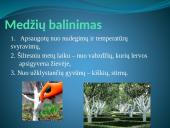 Augalų audiniai (pristatymas) 20 puslapis