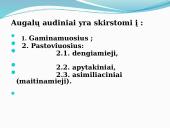 Augalų audiniai (pristatymas) 4 puslapis