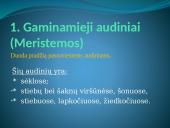 Augalų audiniai (pristatymas) 5 puslapis