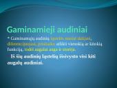 Augalų audiniai (pristatymas) 6 puslapis