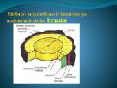 Augalų audiniai (pristatymas) 7 puslapis