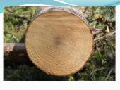 Augalų audiniai (pristatymas) 9 puslapis