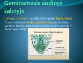 Augalų audiniai (pristatymas) 10 puslapis