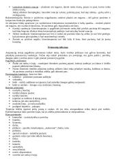 Įtvarų rūšys traumoms 7 puslapis