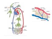 Homeostazė. Vidinė organizmo terpė 3 puslapis