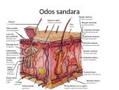 Homeostazė. Vidinė organizmo terpė 10 puslapis