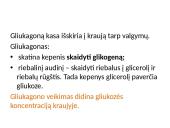 Organizmui būtina pastovi gliukozės koncentracija 3 puslapis