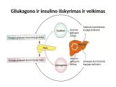 Organizmui būtina pastovi gliukozės koncentracija 5 puslapis
