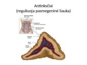 Organizmui būtina pastovi gliukozės koncentracija 8 puslapis