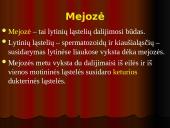 Mejozė – lytinių ląstelių dalijimasis 2 puslapis