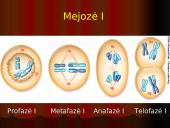 Mejozė – lytinių ląstelių dalijimasis 12 puslapis