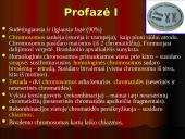 Mejozė – lytinių ląstelių dalijimasis 13 puslapis