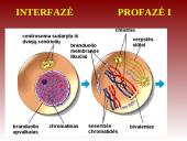 Mejozė – lytinių ląstelių dalijimasis 14 puslapis