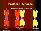 Mejozė – lytinių ląstelių dalijimasis 15 puslapis