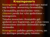 Mejozė – lytinių ląstelių dalijimasis 16 puslapis