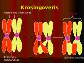 Mejozė – lytinių ląstelių dalijimasis 17 puslapis