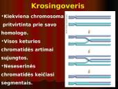 Mejozė – lytinių ląstelių dalijimasis 18 puslapis