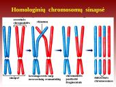 Mejozė – lytinių ląstelių dalijimasis 19 puslapis