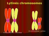 Mejozė – lytinių ląstelių dalijimasis 20 puslapis