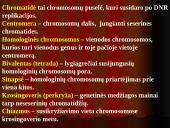 Mejozė – lytinių ląstelių dalijimasis 3 puslapis