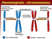 Mejozė – lytinių ląstelių dalijimasis 4 puslapis