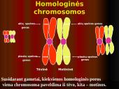 Mejozė – lytinių ląstelių dalijimasis 5 puslapis
