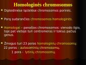 Mejozė – lytinių ląstelių dalijimasis 6 puslapis