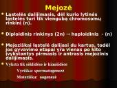 Mejozė – lytinių ląstelių dalijimasis 7 puslapis