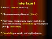 Mejozė – lytinių ląstelių dalijimasis 8 puslapis