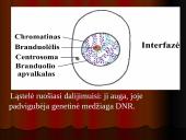 Mejozė – lytinių ląstelių dalijimasis 9 puslapis