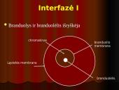 Mejozė – lytinių ląstelių dalijimasis 10 puslapis