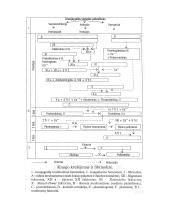 Kraujo plazmos krešėjimo faktoriai ir jų pokyčiai 4 puslapis