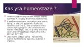 Skaidrės apie homeostazę 2 puslapis