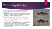 Skaidrės apie homeostazę 10 puslapis