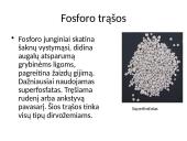 Mineralinės trąšos (skaidrės) 10 puslapis