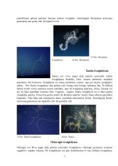 Įdomieji Zodiako žvaigždynai 6 puslapis