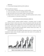 Ž. Lamarko evoliucijos teorija 4 puslapis