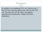 Paukščių snapų įvairovė 6 puslapis