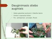 Augalų nelytinis dauginimasis 12 puslapis
