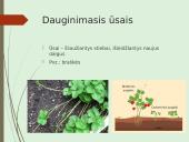 Augalų nelytinis dauginimasis 13 puslapis
