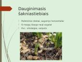 Augalų nelytinis dauginimasis 14 puslapis