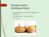 Augalų nelytinis dauginimasis 15 puslapis