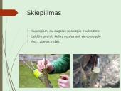 Augalų nelytinis dauginimasis 16 puslapis