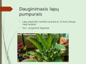 Augalų nelytinis dauginimasis 18 puslapis