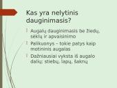 Augalų nelytinis dauginimasis 3 puslapis