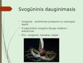 Augalų nelytinis dauginimasis 10 puslapis